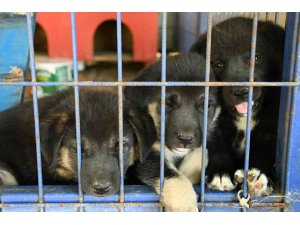 Kuşadası Belediyesi 950 hayvanı ömürlük yuvasına kavuşturdu