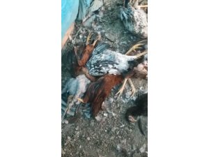 Kümese giren sansar tavukları telef etti