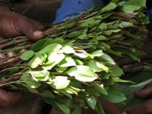 Yemen El Kaidesi'nden gat yasağı