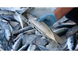 Yılmaz: “Ordu’da sürdürülebilir balıkçılığın sağlaması adına bin 417 denetim yapıldı”