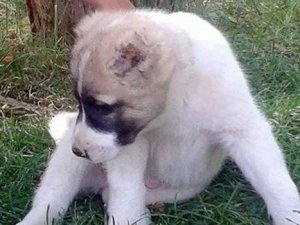 Şanlıurfa'da yavru köpeğin kulağını kestiler