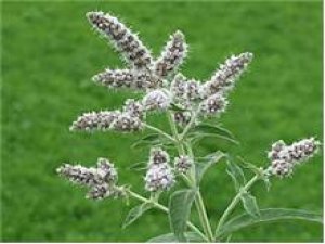 Mide sorununa yaban nanesi