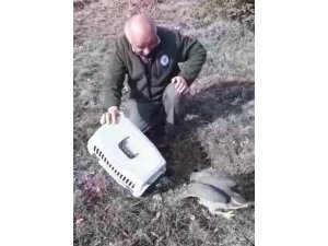 Yaralı halde bulunan dünyanın en hızlı kuşu gökdoğan ve kerkenez doğaya salındı