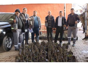 Nazilli’de 30 bin incir fidanı toprakla buluşuyor