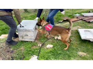 Jandarmanın bağ evine yaptığı operasyonda 11 kilo esrar ele geçirildi