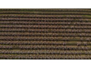 Depremin vurduğu Hatay’ın Amik Ovası’nda, meyve bahçeleri çiçek açtı