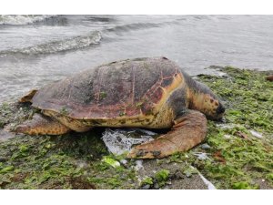 Ölü caretta caretta Altınova sahilinde kıyıya vurdu