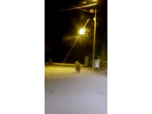Yozgat’ta ilçe merkezine inen ayı cep telefonu ile görüntülendi