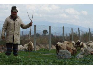 Bahar yağmurları çobanların yüzünü güldürdü