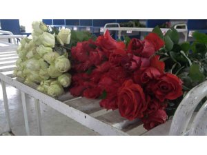 Yalova’daki süs bitkileri ihracatında yüzde 90 artış