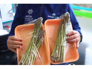 Büyükşehir Belediyesi, Kuşkonmaz hasadına başladı