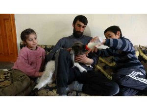 Arka ayakları felçli olan kuzuya evde çocuk gibi bakıyorlar