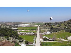 Baharın müjdecisi leylekler Aydın semalarında görsel şölen oluşturuyor