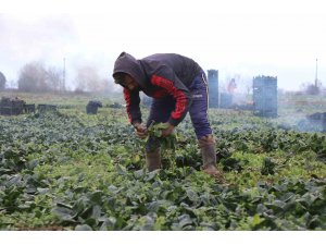 Tarlada 5, markette 10 lira