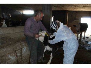 Şırnak’ta şap hastalığına karşı 90 bin büyükbaş aşılanacak