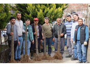 Nazilli’de 16 mahallede 10 bin incir fidanı dağıtıldı