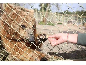 Dünya Ayı Günü’nde ayılara balkabağı pastası