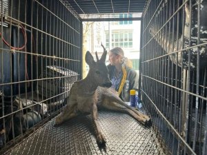 Yaralı yavru karaca, tedavi altına alındı