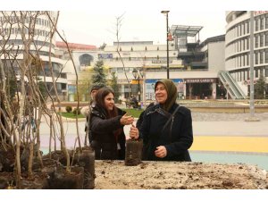 Bolu’da 4 bin adet fidan ücretsiz dağıtıldı