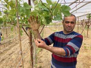 Sarıgöl’de ilk kez örtüaltı üzüm yetiştirildi