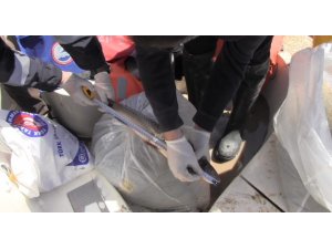 Prof. Dr. Veysel Eroğlu Ilısu Barajı’nda balık stok verim tahmin çalışmaları yapıldı