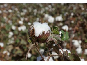Efeler İlçe Tarım ve Orman Müdürlüğü’nden destekleme uyarısı