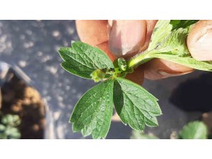 Çilek üreticileri yaprak bitleri hakkında bilgilendirildi