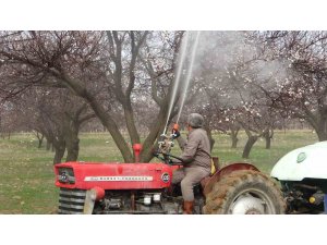 Depremin vurduğu Malatya’da kayısı üreticileri yeni sezona hazırlanıyor