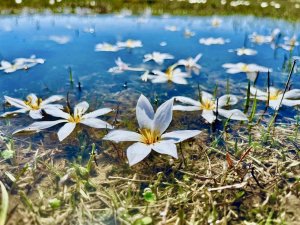 Ağrı’da baharın müjdecisi kardelenler çiçek açtı