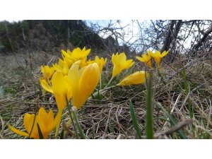 Mudurnu’da çiğdemler görsel şölen sunuyor