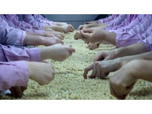 Düzce’den 2 ayda 754 ton fındık ihraç edildi