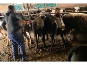 Kırklareli’nde 63 kaçak büyükbaş hayvan yakalandı