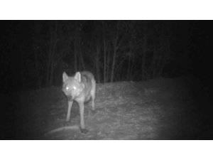 Erzurum’da kurt sürüsü fotokapana yakalandı