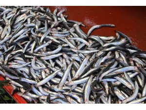 Bolu’da sezonunun son günlerini yaşayan hamsi 70 liradan satılıyor
