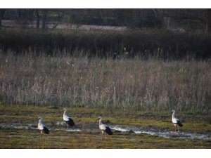 Leylekler Sinop’taki yuvalarına gelmeye başladı