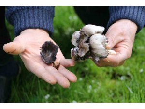 Bilinçsiz mantar tüketimi öldürüyor