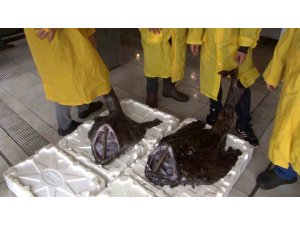 Silivri açıklarında 2 dev Fener Balığı yakalandı