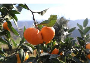 9 çeşit Rize Mandalinası tescillendi