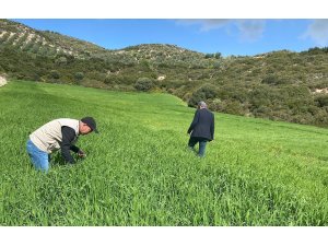 Didim’de hububat ekili araziler denetlendi