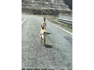 Artvin’de 2 karaca karayolunda koşarken görüntülendi