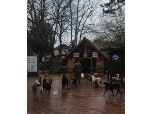 Çaycuma’da sürü halinde gezen sokak köpekleri korkutuyor