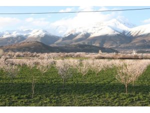 Erzincan’da çiçek açan kayısı ağaçları donma tehlikesi altında