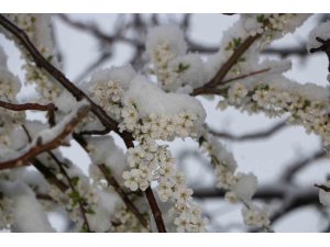 Çiçek açan meyve ağaçları kar altında görüntülendi
