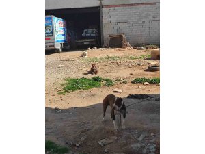 Yasaklı ırk köpek besleyen şahsa ceza