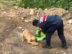 Jandarma sokak hayvanlarını unutmadı