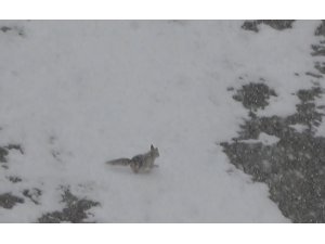 Yiyecek arayan tilki köye indi