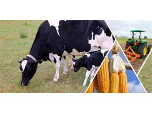 Destekleme ödemesi bugün hesaplara aktarılacak