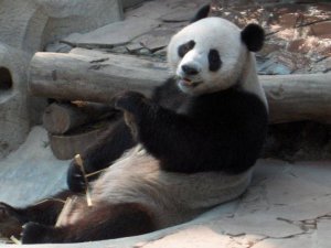 Lin Hui 22 yaşında öldü