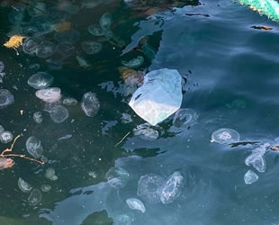 Çanakkale Boğazı'nda ‘zehirli pusula denizanası’ paniği