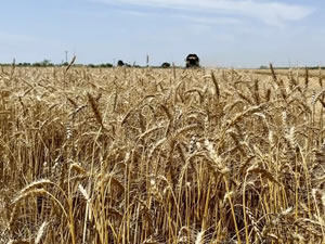 İlk buğday hasadı başladı! Rekoltede beklenti büyük
